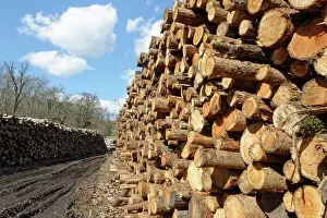 Environmental Issues Prints: Stacked tree trunks at timber yard