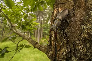Stag beetle (Lucanus cervus), adult male on oak tree, Italy