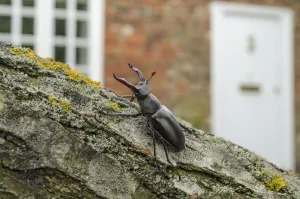Lucanidae Prints: Stag Beetle (Lucanus cervus) in defensive posture; male in garden where it emerged naturally