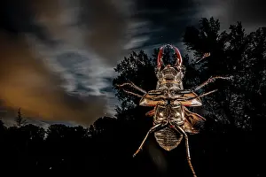 Rhinotia Prints: Stag beetle (Lucanus cervus) male, in flight at night, Mugello, Tuscany, Italy. June