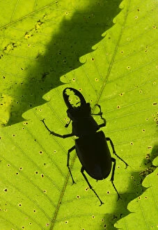 Green Gallery: Stag beetle (Lucanus cervus) male silhouetted against leaf, controlled conditions