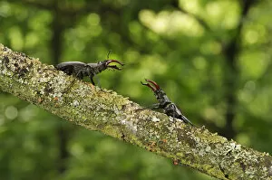 Stag beetle (Lucanus cervus) two males displaying aggressive behaviour on oak tree