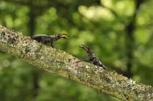 Lucanidae Prints: Stag beetle (Lucanus cervus) two males displaying aggressive behaviour on oak tree