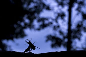 Stag beetle (Lucanus cervus) males fighting at dusk in oak wood, the Netherlands, June