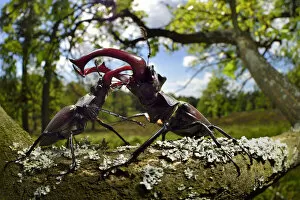 Aggression Gallery: Stag beetle (Lucanus cervus) males fighting on oak tree branch, Elbe, Germany, June