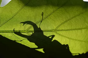 Green Gallery: Stag beetle (Lucanus cervus) silhouetted against oak tree leaf. Elbe, Germany, June