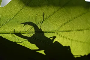 Stag beetle (Lucanus cervus) silhouetted against oak tree leaf. Elbe, Germany, June