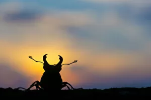 2020 December Highlights Gallery: Stag beetle (Lucanus cervus) silhouetted at sunset. The Netherlands. August
