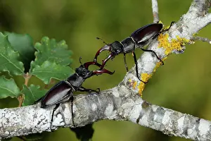 Lucanidae Prints: Two Stag beetles (Lucanus cervus) male, fighting on branch, La Rioja, Spain. July