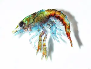 Planktonic Prints: Stage 1 newly hatched planktonic European lobster (Homarus gammarus) portrait