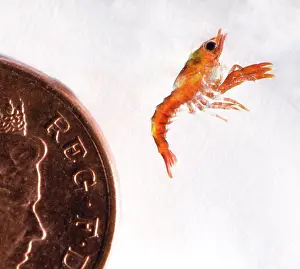 Breeding Program Prints: Stage 2, planktonic European lobster (Homarus gammarus) hatchling