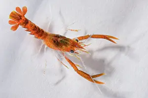 Breeding Program Prints: Stage 3, early benthic phase European lobster (Homarus gammarus) hatchling