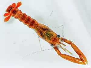Breeding Program Prints: Stage 3, early benthic phase European lobster (Homarus gammarus) juvenile