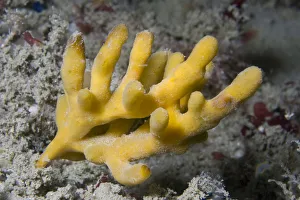 Staghorn Sponge (Homaxinella subdola / Axinella dissimilis). Channel Islands, UK, May