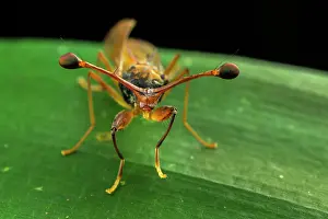 Muscomorpha Prints: Stalk-eyed fly (Diopsidae) male, portrait, Kibale National Park, Uganda