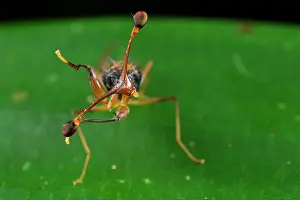 Muscomorpha Prints: Stalk-eyed fly (Diopsidae) male