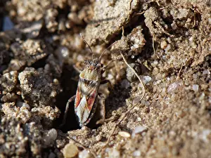 Heathland Prints: Stalk-eyed ground bug (Henestaris laticeps) on a sandy path through heathland
