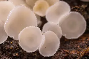Leotiomycetes Prints: Stalked hairy fairy cup (Lachnum niveum) fungus, Rome, Italy. February