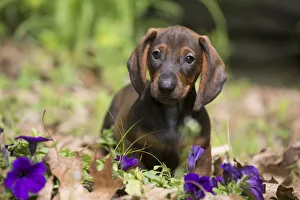 Standard Dachshund puppy among flowers, Putnam, Connecticut, USA