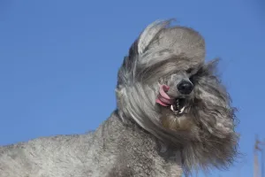 Standard Poodle in sharp wind on beach dune, Waterford, Connecticut, USA