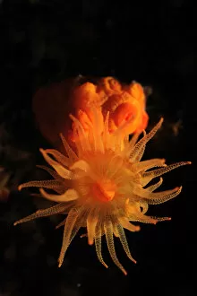 Star coral (Astroides calycularis) Malta, Mediteranean, May 2009