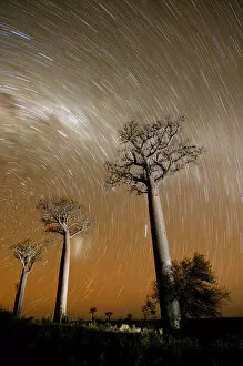 Star trails above Baobab trees (Adansonia za) at night, Zombitse National Park, Madagascar