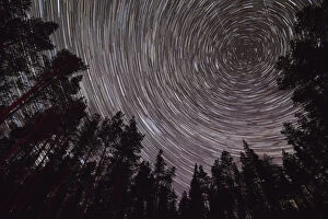 Tracheophyta Collection: Star trails above Scots pine (Pinus sylvestris) woodland, Glenfeshie, Cairngorms National Park