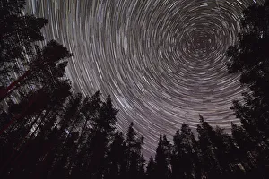 Blurred Movement Prints: Star trails above Scots pine (Pinus sylvestris) woodland