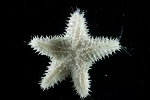 Deep Sea Gallery: Starfish (Asteroid) with sensory and locomotive hydraulic tube feet extended