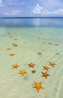Starfish Beach, with many starfish in the shallow sea (Asteroidea) Colon Island
