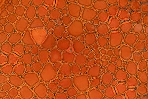 Orange Gallery: Starfish close up detail, Blairgowrie, Mornington Penisular, Victoria, Australia