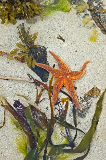 Asteroidea Prints: Starfish on Dail Beag Beach at low tide, Lewis, Outer Hebrides, Scotland, UK, June 2009