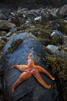 Asteroidea Prints: Starfish on rock at low tide, Dail Beag Beach, Lewis, Outer Hebrides, Scotland, UK
