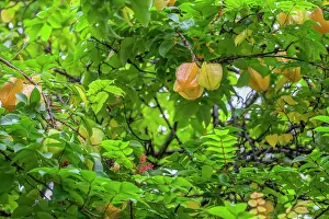 Papua New Guinea Prints: Starfruit (Averrhoa carambola) tree with yellow fruits