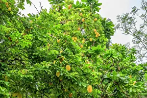 Papua New Guinea Prints: Starfruit (Averrhoa carambola) tree with yellow fruits