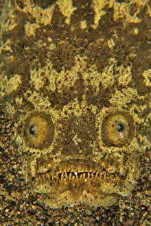 Scary Prints: Stargazer (Uranoscopus sulphureus) half buried in the sand, Sulu sea, Philippines