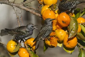 Sturnus Vulgaris Prints: Starling (Sturnus vulgaris), eating fruit of Japanese Persimmon (Diospyros kaki)