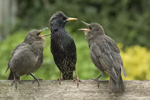 British Birds Gallery: Starling (Sturnus vulgaris) feeding fledgling chicks in urban garden. Greater Manchester, UK