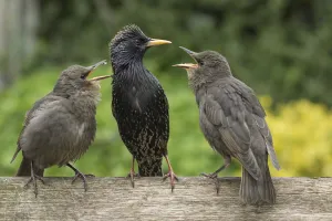 Starling (Sturnus vulgaris) feeding fledgling chicks in urban garden. Greater Manchester, UK