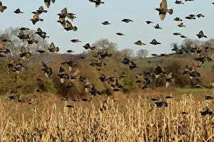 Somerset Prints: Starling (Sturnus vulgaris) flock landing at a pre-roost in a maize field at dusk