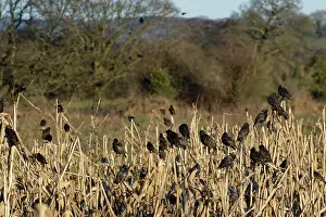 Somerset Prints: Starling (Sturnus vulgaris) flock perched at a pre-roost in a Maize field at dusk
