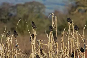 Somerset Prints: Starling (Sturnus vulgaris) flock perched at a pre-roost in a maize field at dusk