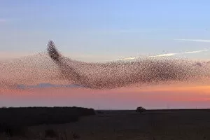 Starling (Sturnus vulgaris) murmuration / mass gathering at winter roost, Salisbury Plain