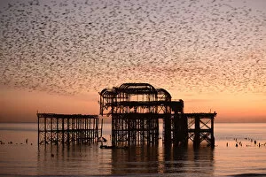 Starling (Sturnus vulgaris) murmuration at sunset, West Pier, Brighton, England, UK