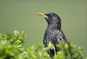 Images Dated 17th April 2012: Starling (Sturnus vulgaris) perched on top of hawthorn hedge, Berwickshire, Scotland, May
