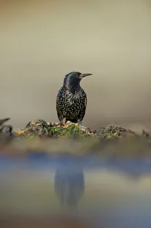 Starling (Sturnus vulgaris). Shetland Islands, Scotland, UK, September