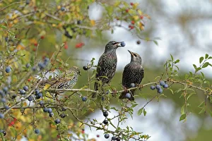 Fruit Prints: Starling (Sturnus vulgaris) sitting on blackthorn eating sloes, Warwickshire, England