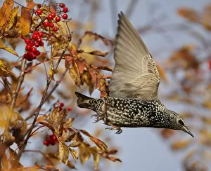 Starling (Sturnus vulgaris) taking off from Rowan tree with berries, Porvoo, Finland