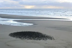 Starlings (Sturnus vulgaris) resting on Blackpool Beach, UK. October