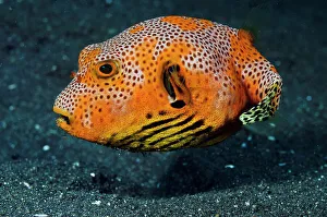 2020 May Highlights Gallery: Starr Puffer (Arothron stellatus), juvenile swimming. Lembeh Strait